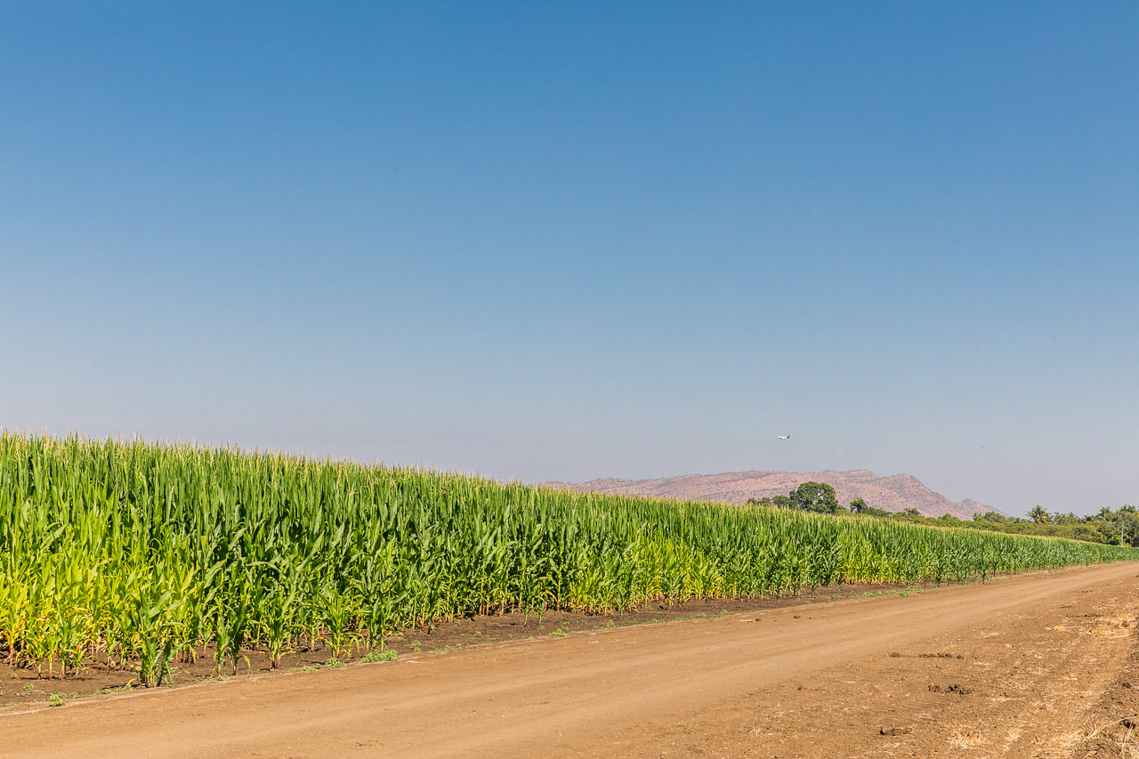 Rows of sweet corn with mountain range in the distance, near Kununurra in the Kimberley region of Western Australia