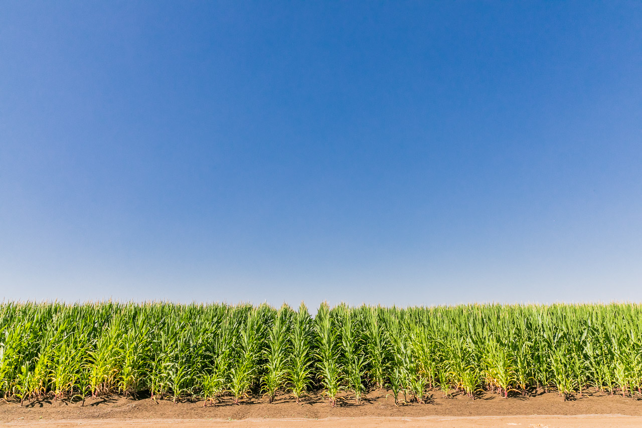 Rows of sweet corn and big blue sky