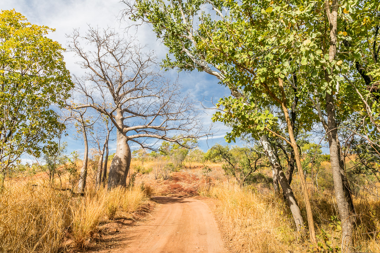 Dirt track and boab trees in the Kimberley, Western Australia 