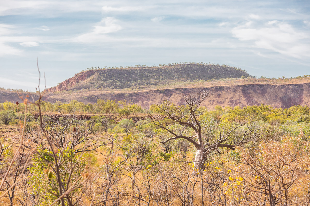 Boab tree at El Questro