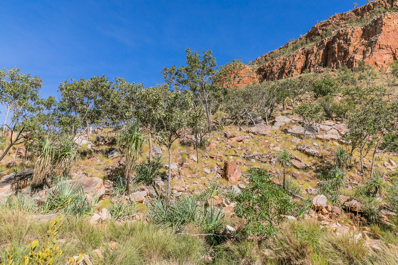 The scenic walk into Emma Gorge