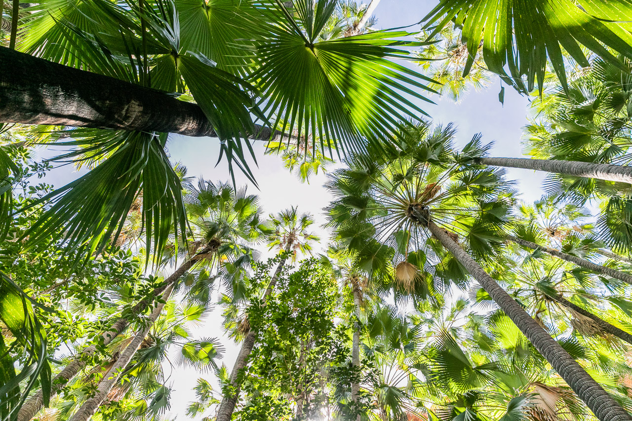 Looking up to the tree canopy at Zebedee Springs on the Gibb River Road