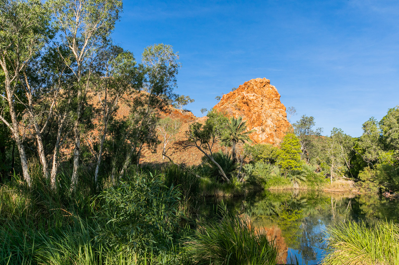 Palm Spring is a natural freshwater spring on the Duncan Road, 40km south of Halls Creek