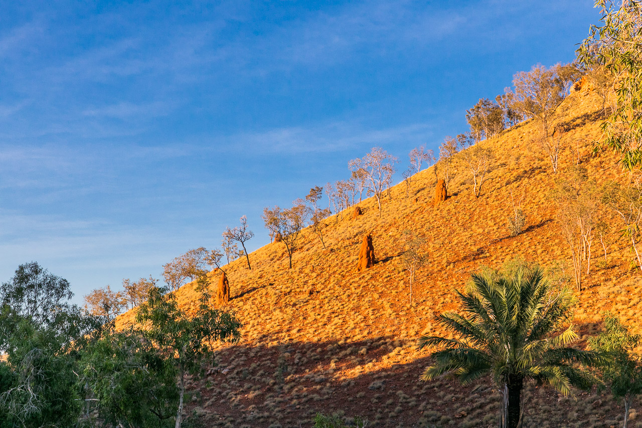 Trees and termite hills climbing the hillside