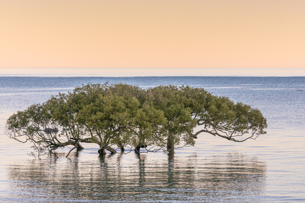 Mangroves at sunset at Town Beach in Broome 