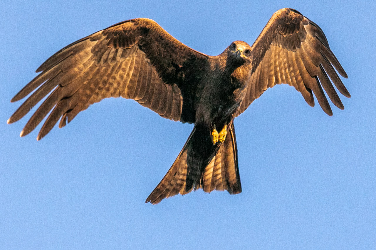 Large flocks of raptors are often seen in the skies above Broome