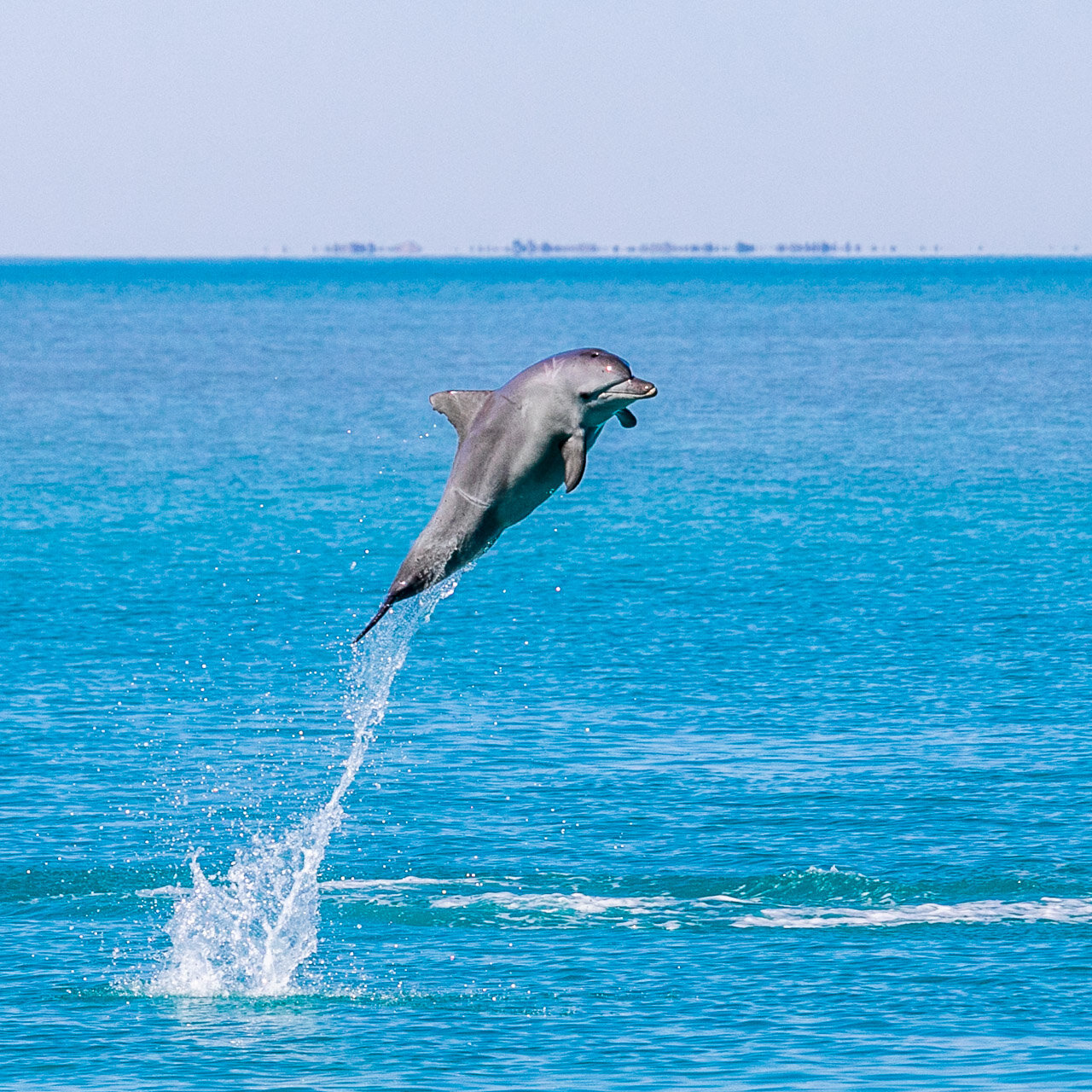 Aerial display by a bottlenose dolphin in Roebuck Bay, Broome