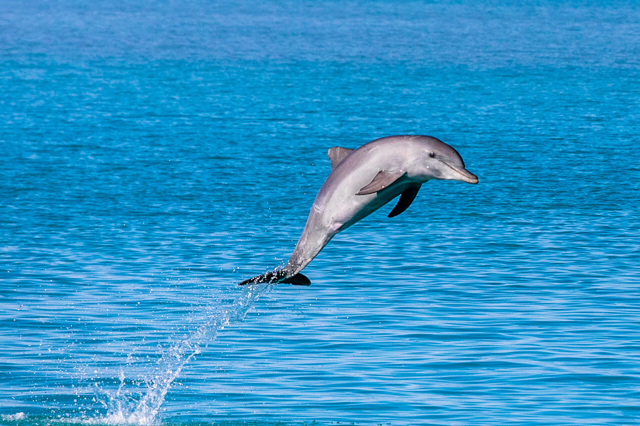 A bottlenose dolphin takes to the air and smiles for the camera in Broome's Roebuck Bay