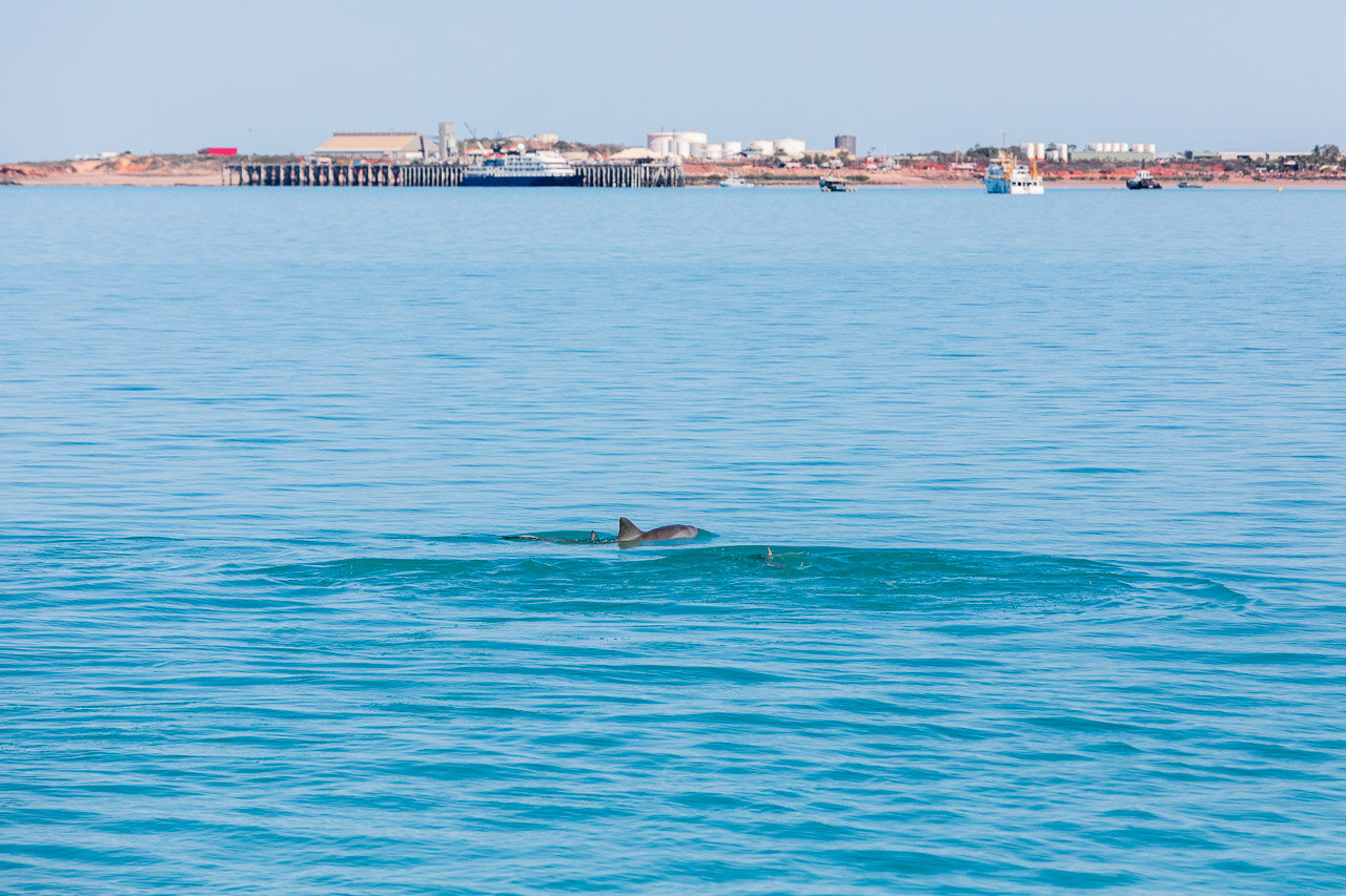 Broome Port is the backdrop for the dolphins in Roebuck Bay