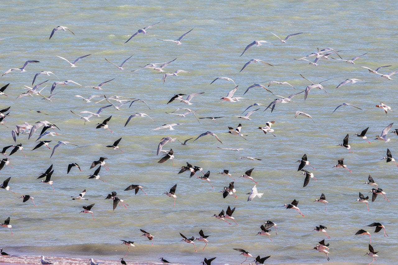 Large flocks of birds at Crab Creek including red-necked avocets and black-winged stilts