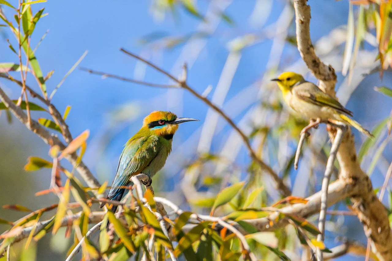 The rainbow bee-eater and the white-plumed honeyeater, near Marble Bar, WA
