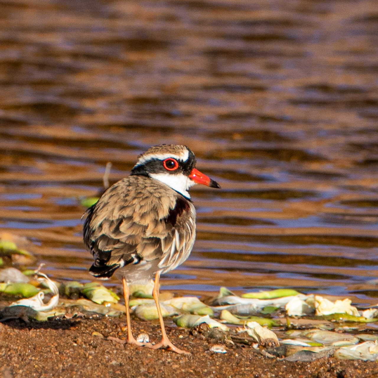 The black-fronted dotterel spotted beside a billabong in Marble Bar