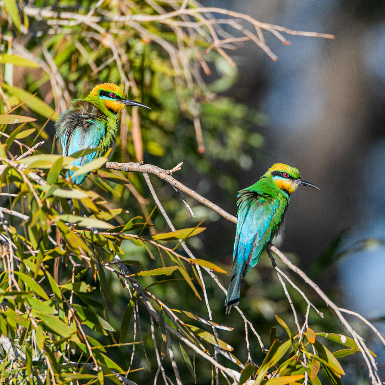 Rainbow bee-eaters spotted at a billabong near Marble Bar, Western Australia