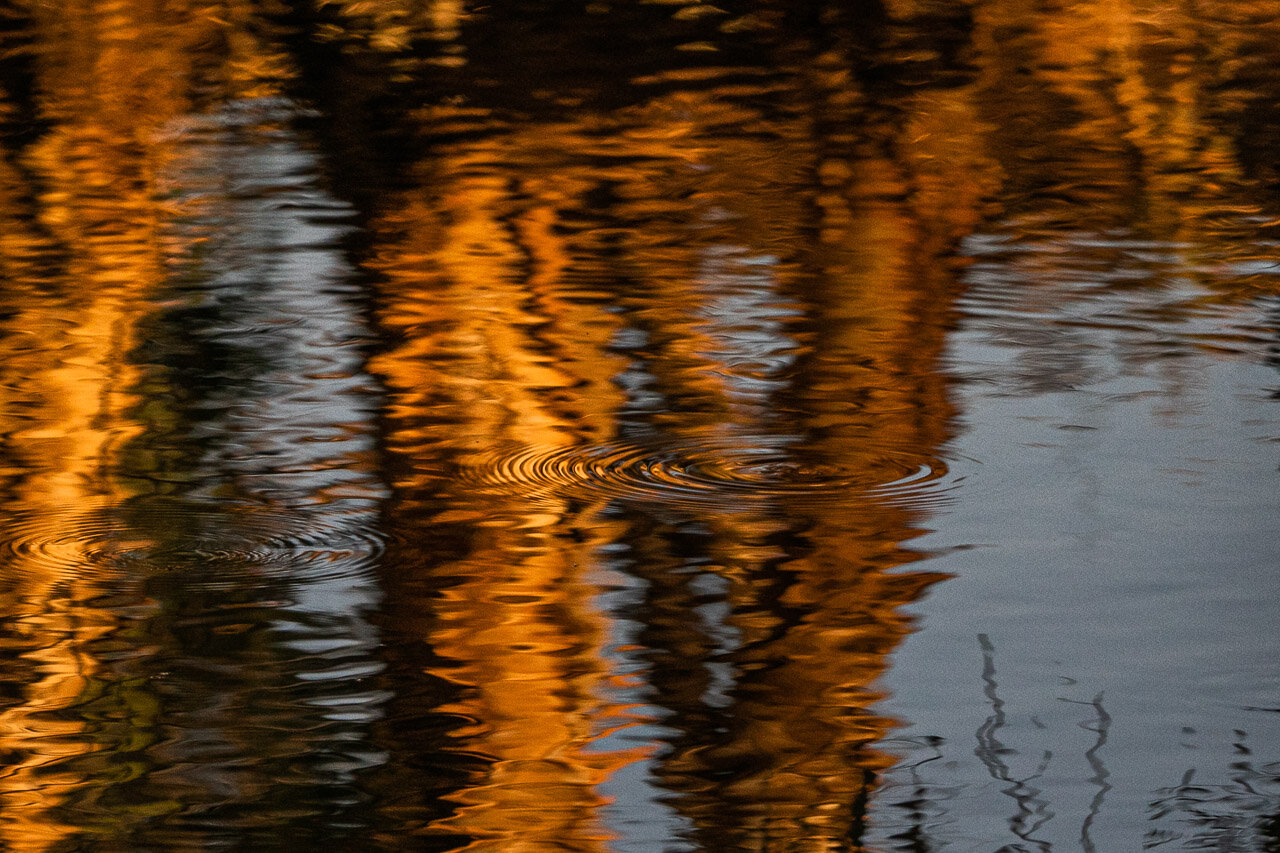 Reflections of tree trunks and sky in a billabong