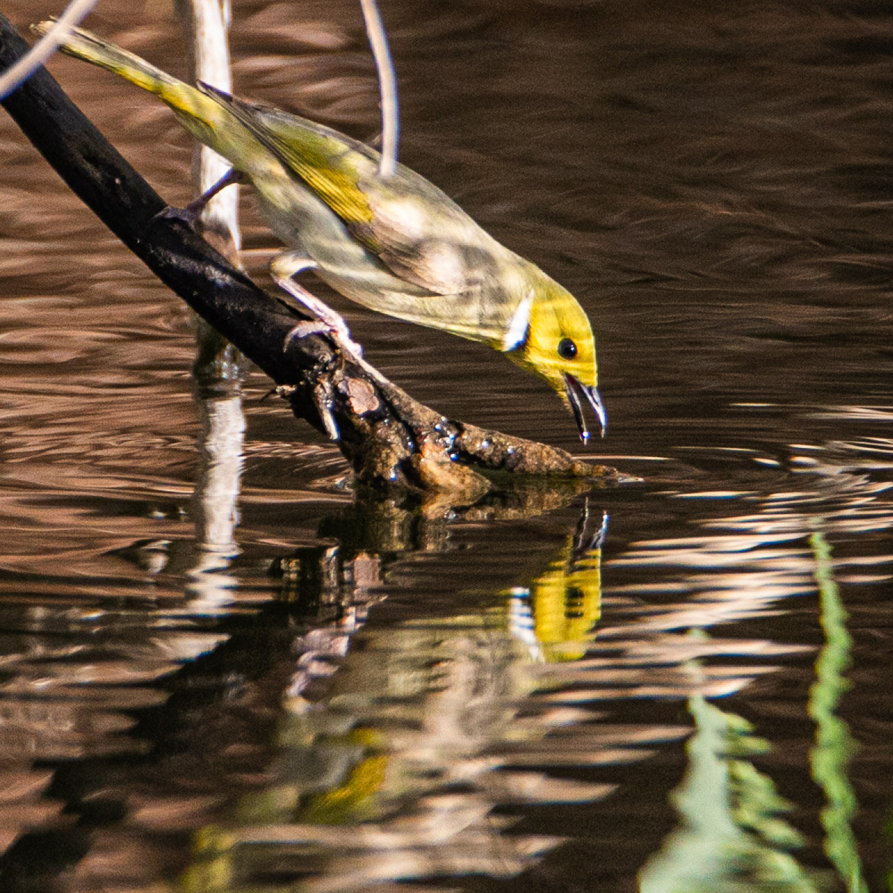 The white-plumed honeyeater drinking from a billabong in the Pilbara, Western Australia