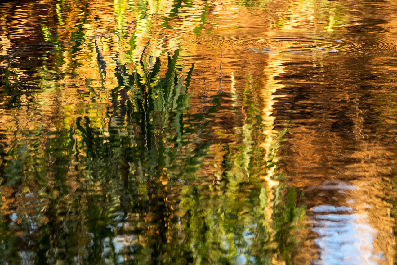 Tree reflections in a billabong near Marble Bar, Western Australia