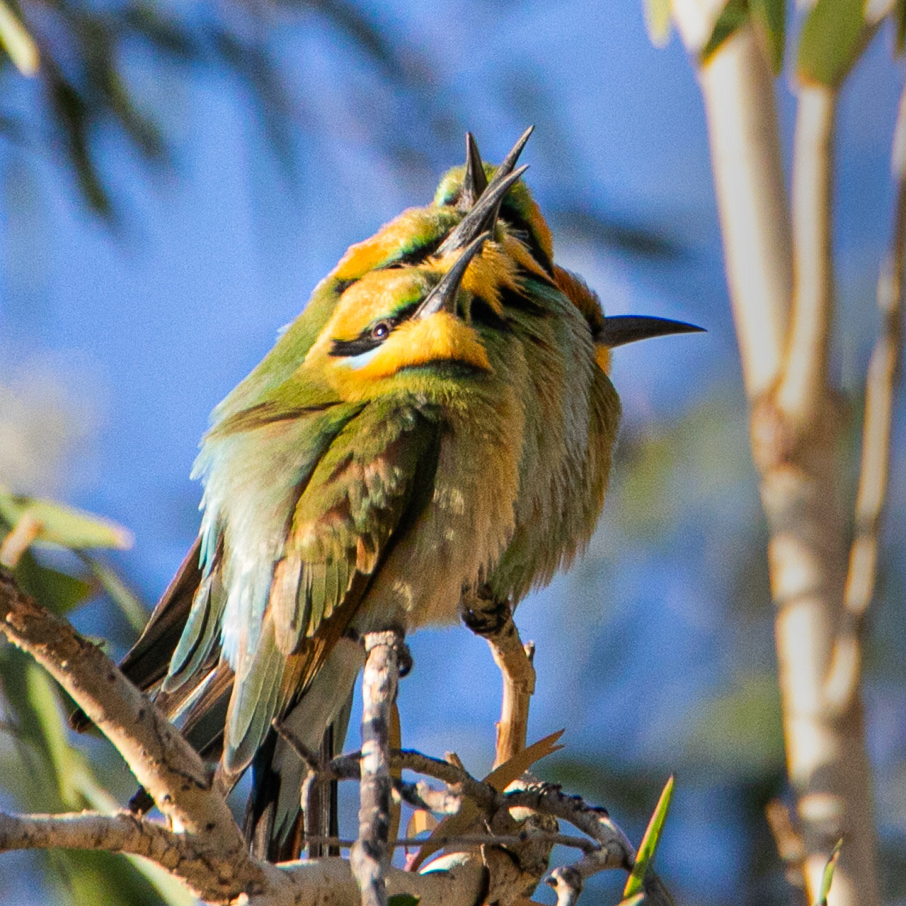 A group of five rainbow bee-eaters in a tree