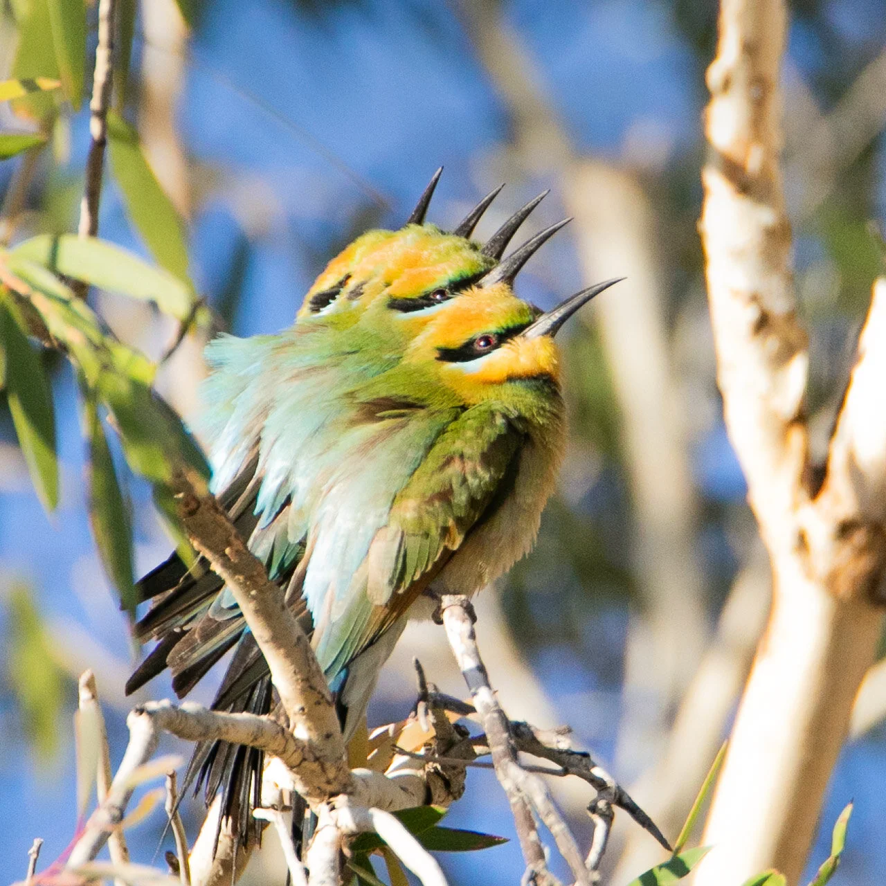 Five rainbow bee-eaters share a tree branch near Marble Bar, WA