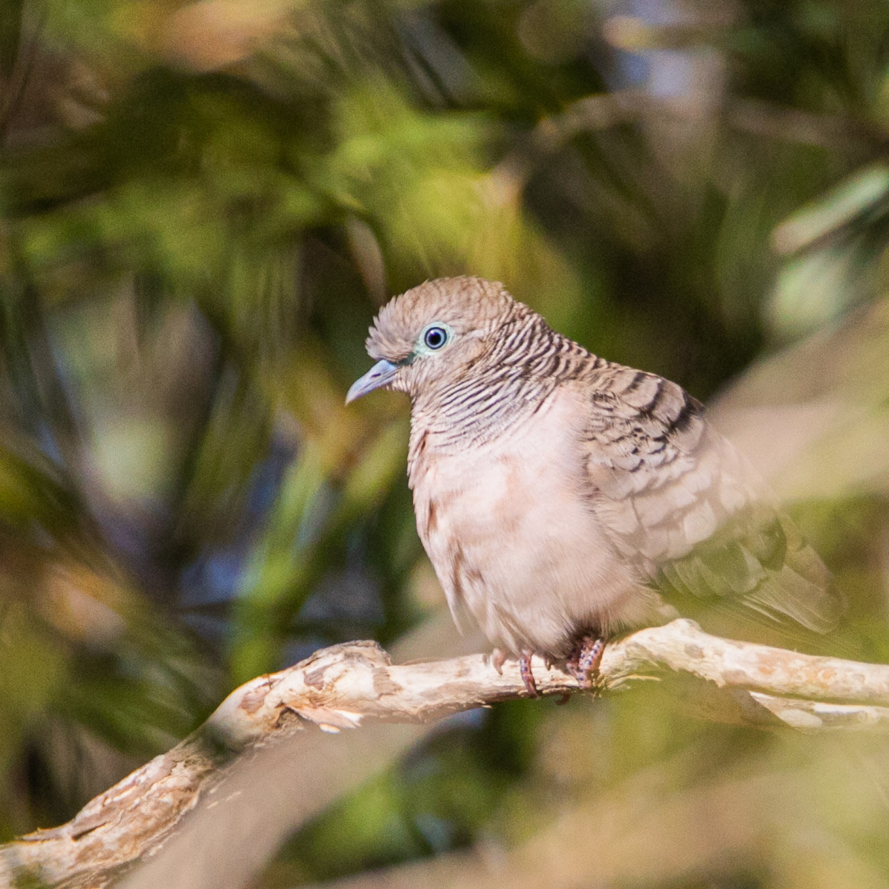 A peaceful dove seen by a billabong north of Marble Bar in the Pilbara region of Western Australia