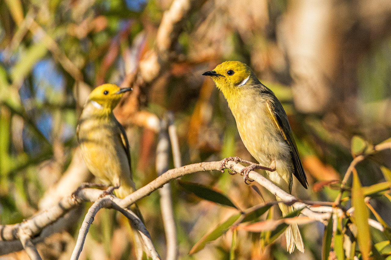 Two white-plumed honeyeaters spotted near Marble Bar in the Pilbara