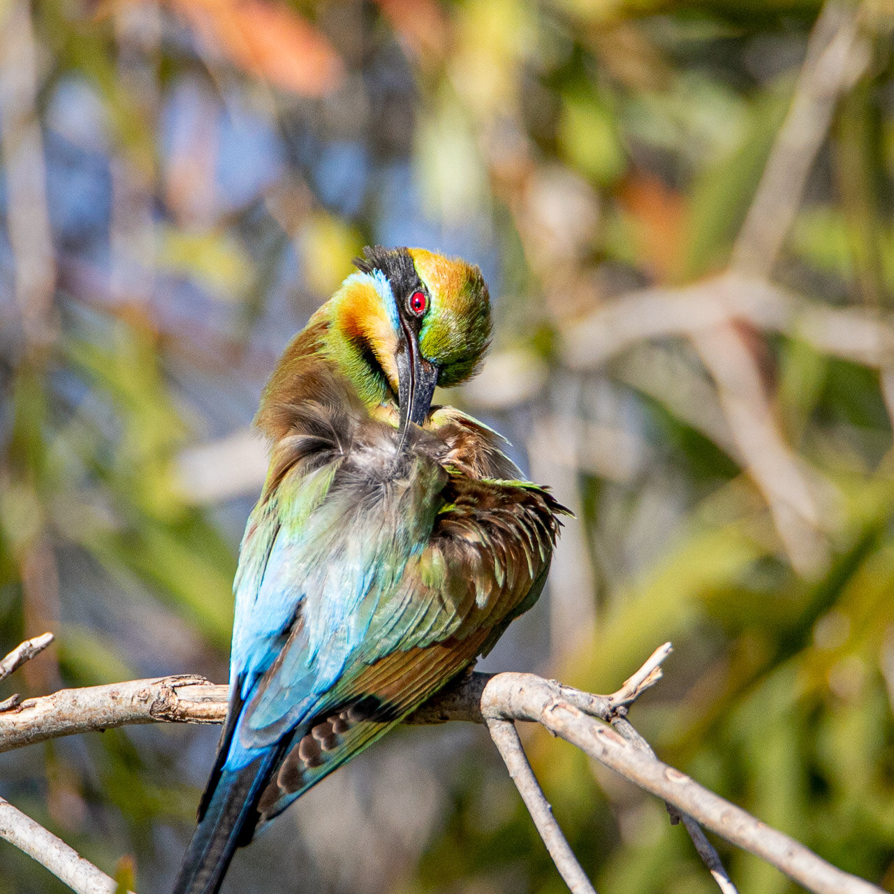 A rainbow bee-eater grooming itself