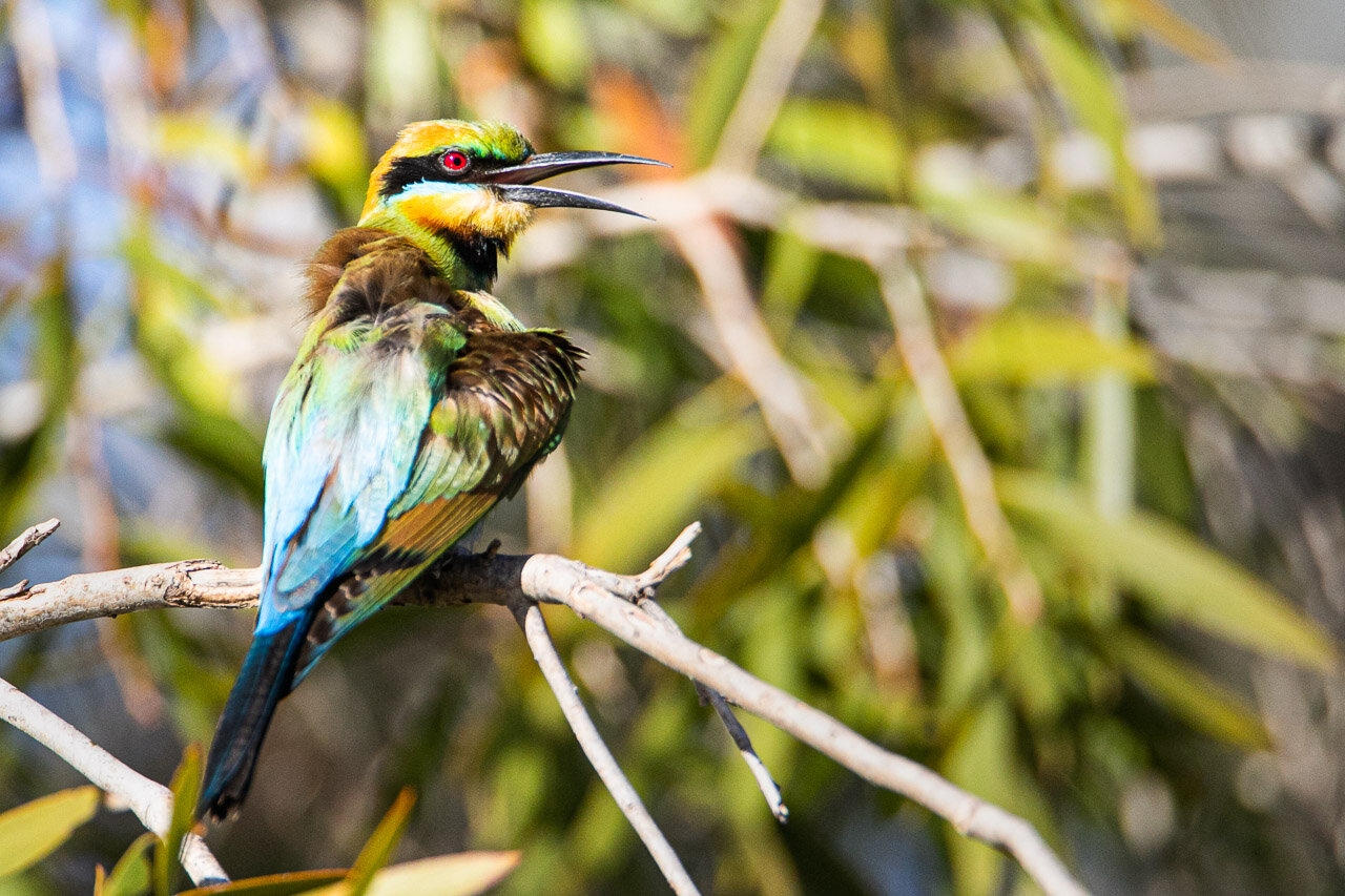 A rainbow bee-eater near Marble Bar, WA