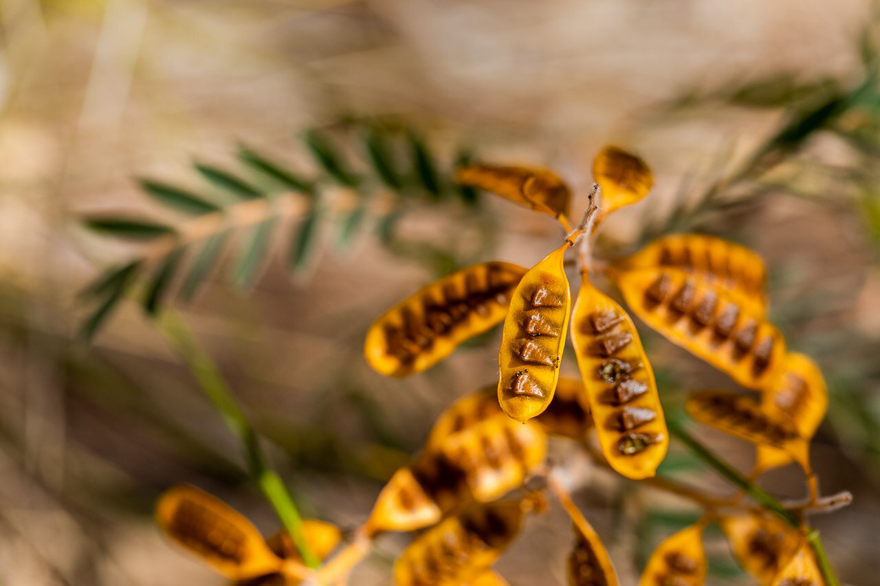 The aptly named Cockroach Bush in the Pilbara