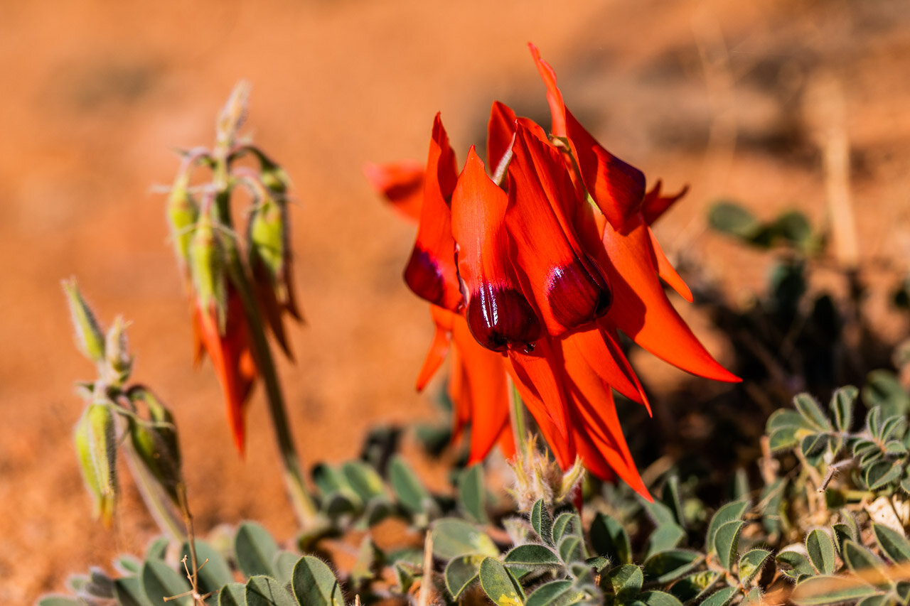 Sturt Desert Peas and red dirt in the Pilbara, Western Australia