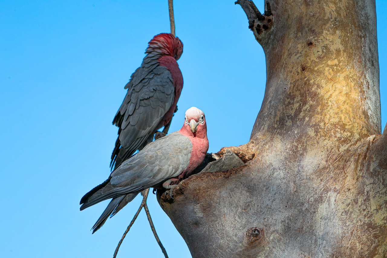 Galahs by their home in the gum tree - Marble Bar, WA