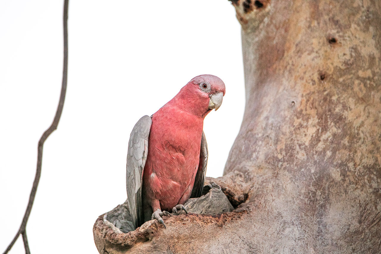 Galah and its home in the gum tree in Marble Bar