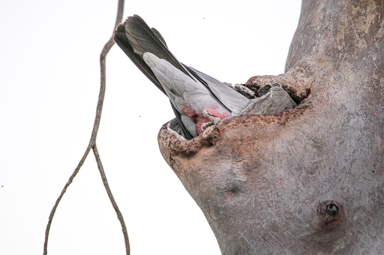 Bottom's up! A pink and grey galah disappears into its hole in the gum tree.