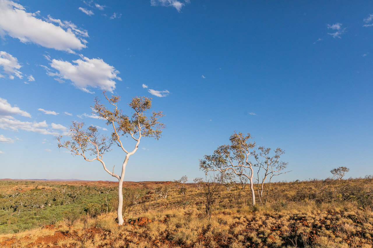 White trunked gum trees in the Pilbara
