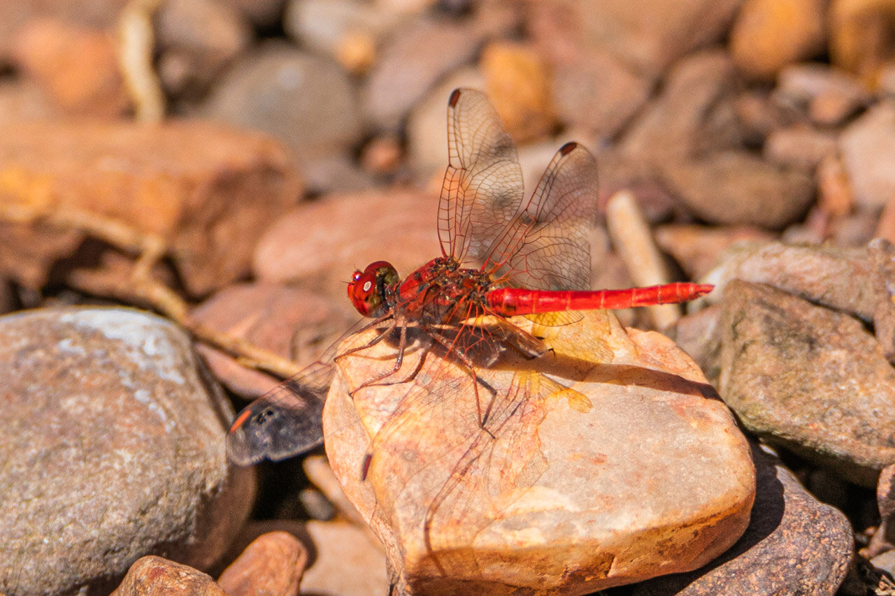 A beautiful crimson red dragonfly