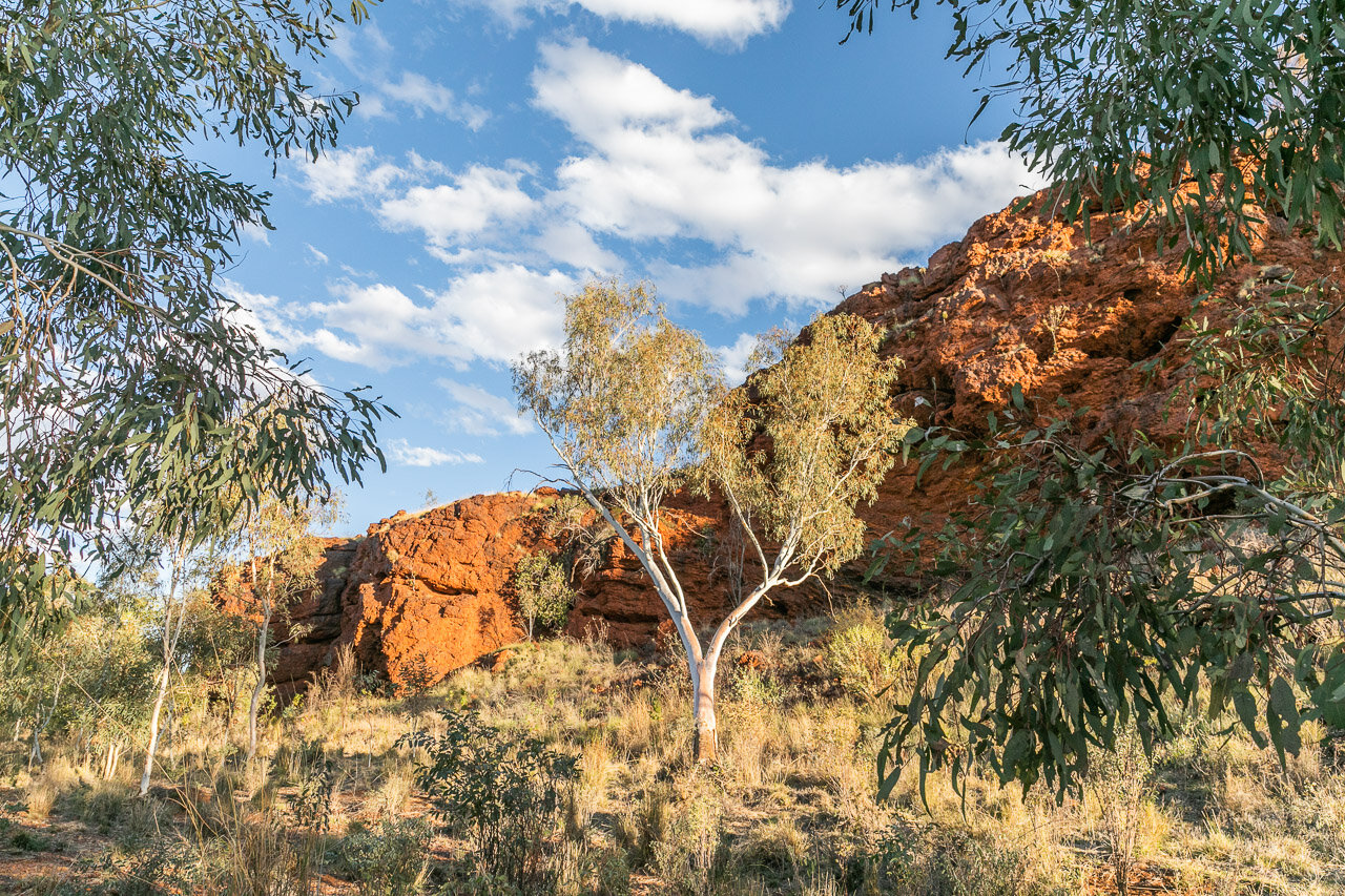 A typical scene in Western Australia's Pilbara region with red cliffs and gum trees
