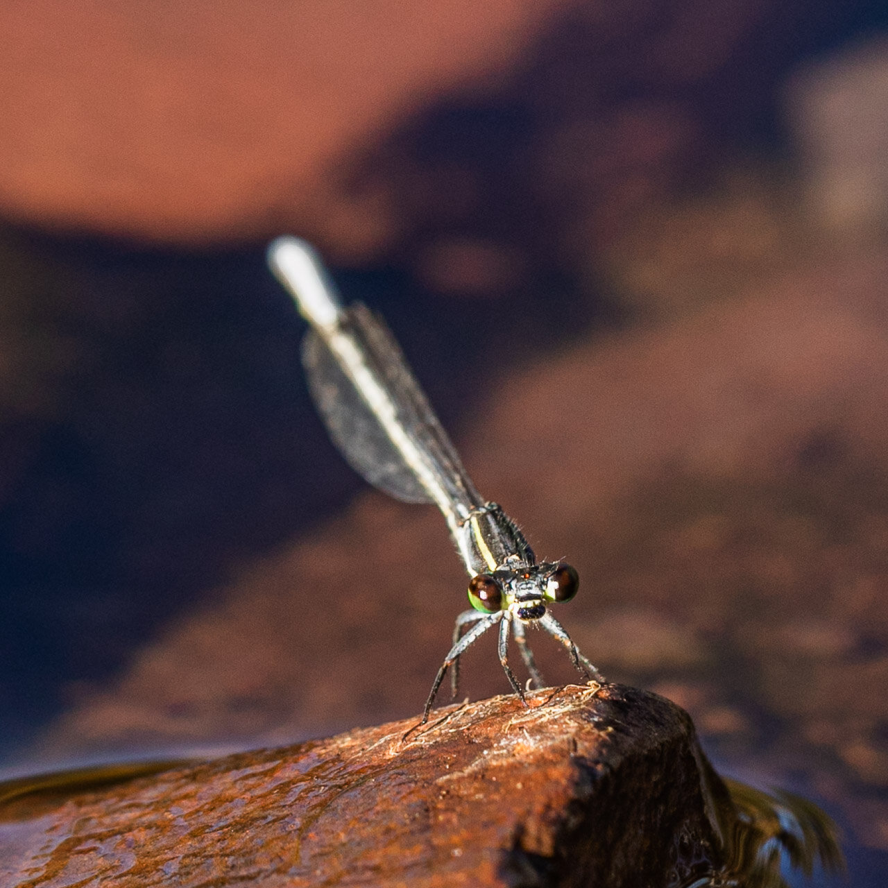 A dragonfly resting on a rock in the Pilbara