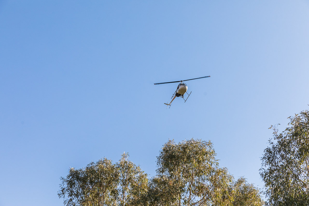 A helicopter is used for mustering cattle in the Pilbara