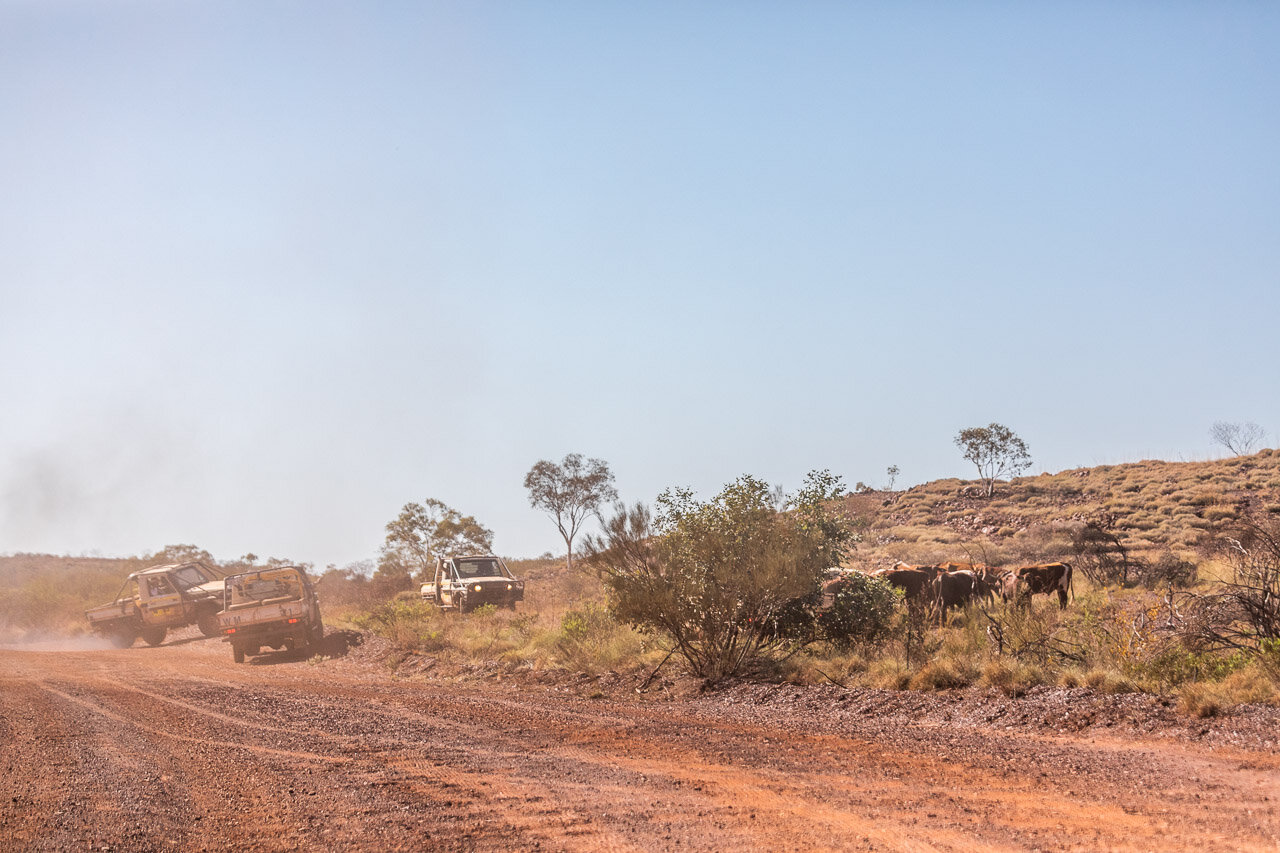 The mustering crew in their station vehicles have a mob of cows rounded up