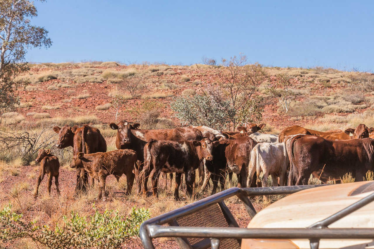 Cattle being rounded up at mustering time on Ethel Creek Station in the Pilbara