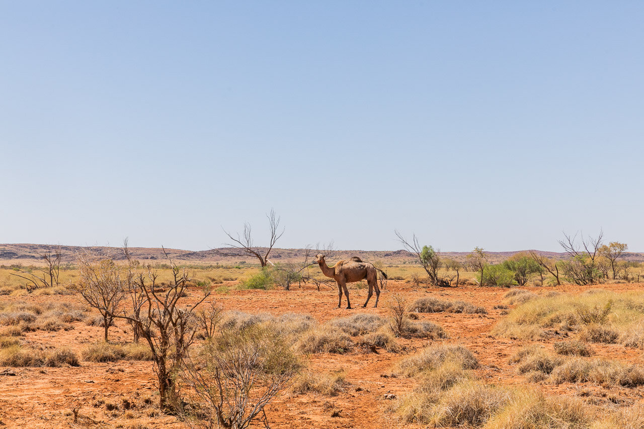 A wild camel stops for a look at us in the Pilbara