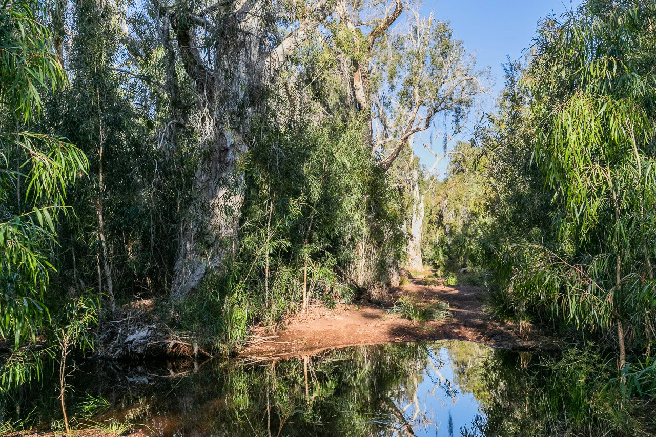 Shade and water for the abundant wildlife in the Pilbara