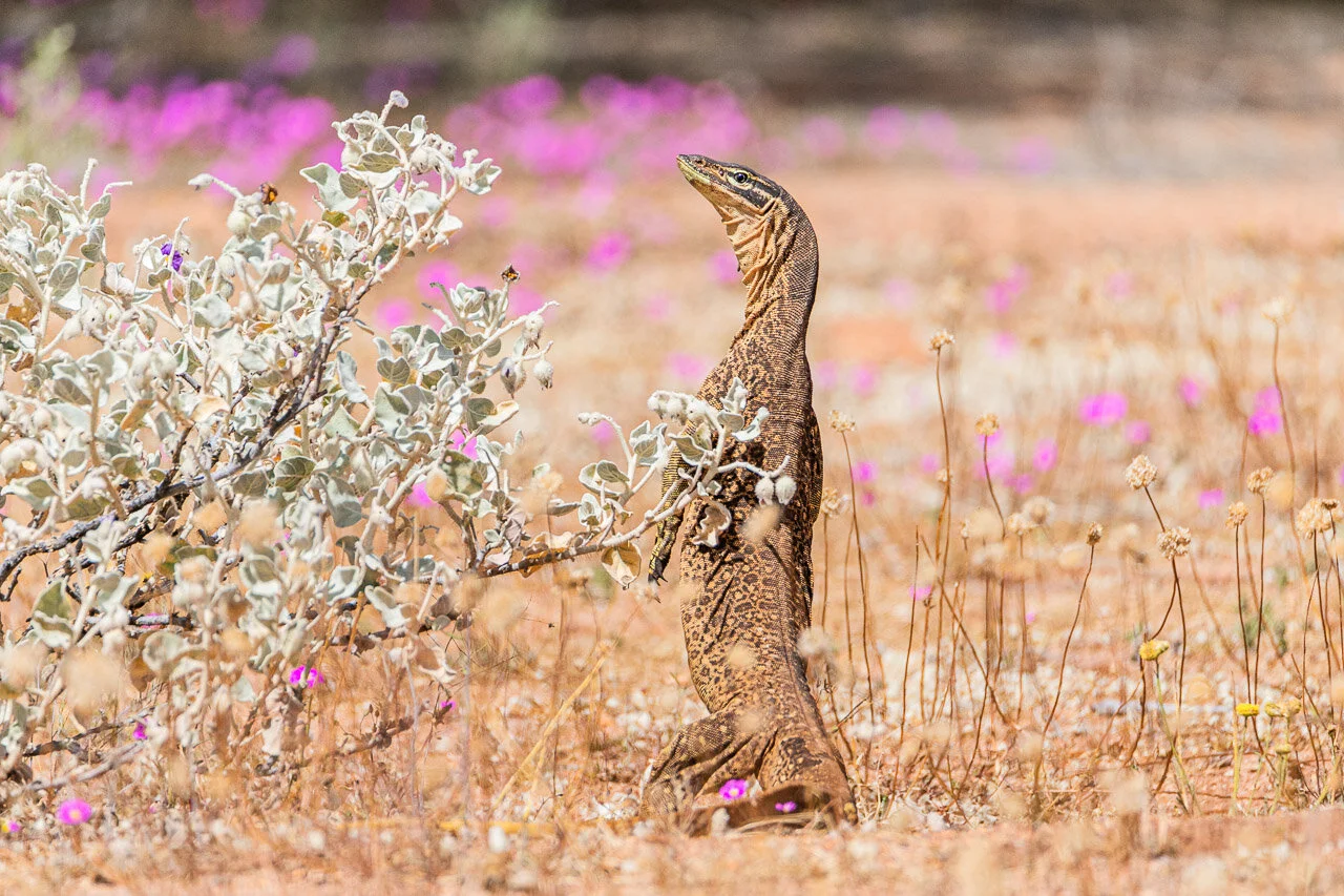 A bungarra, also known as a racehorse goanna, spotted at Walga Rock in the Goldfields