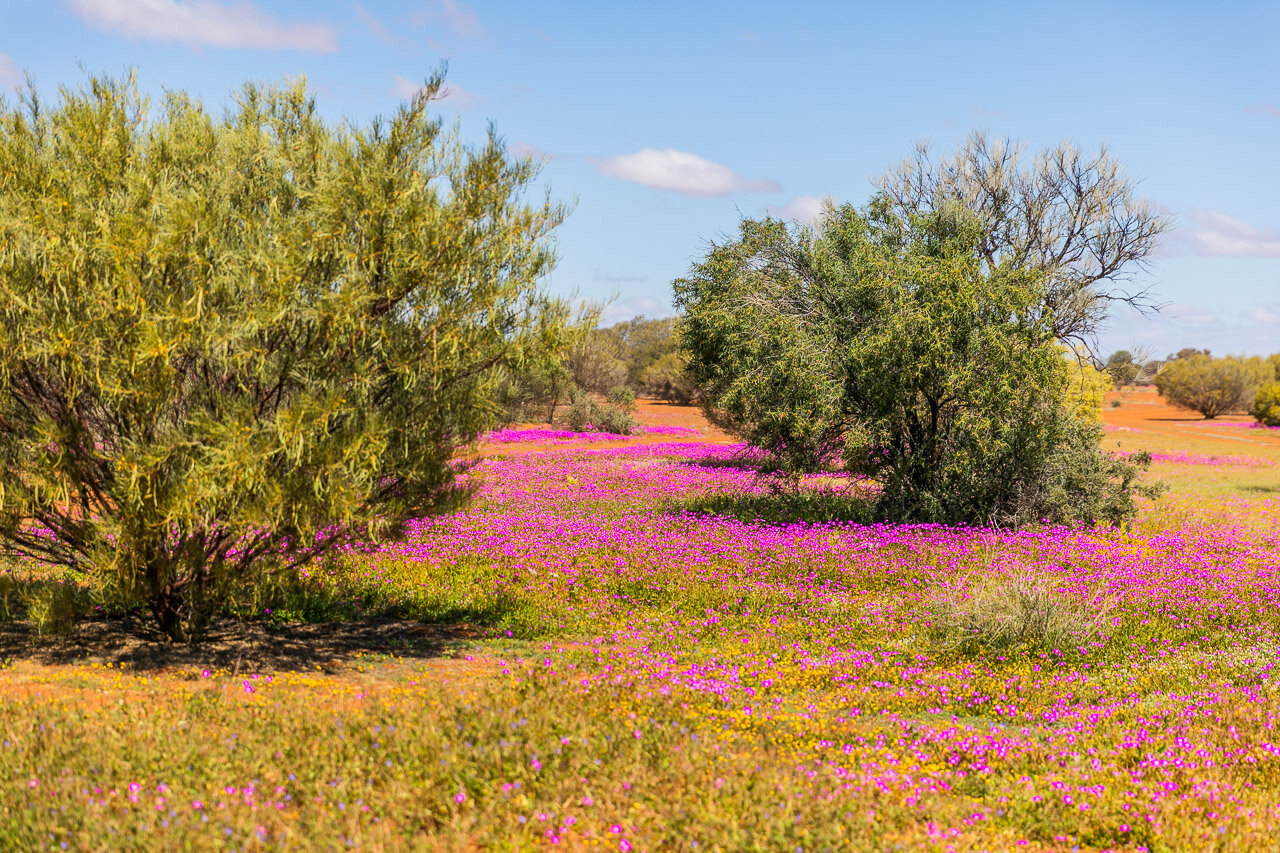 A carpet of pink wildflowers near Cue in the Goldfields of Western Australia