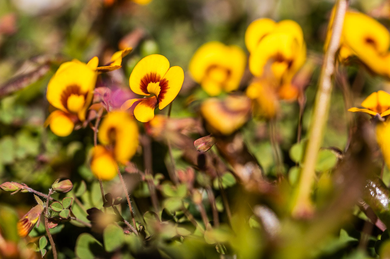 Western Australian wildflowers near Cue