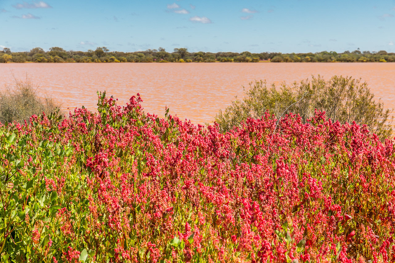Western Australian wildflowers around Nallan Lake, near Cue, are abundant in spring