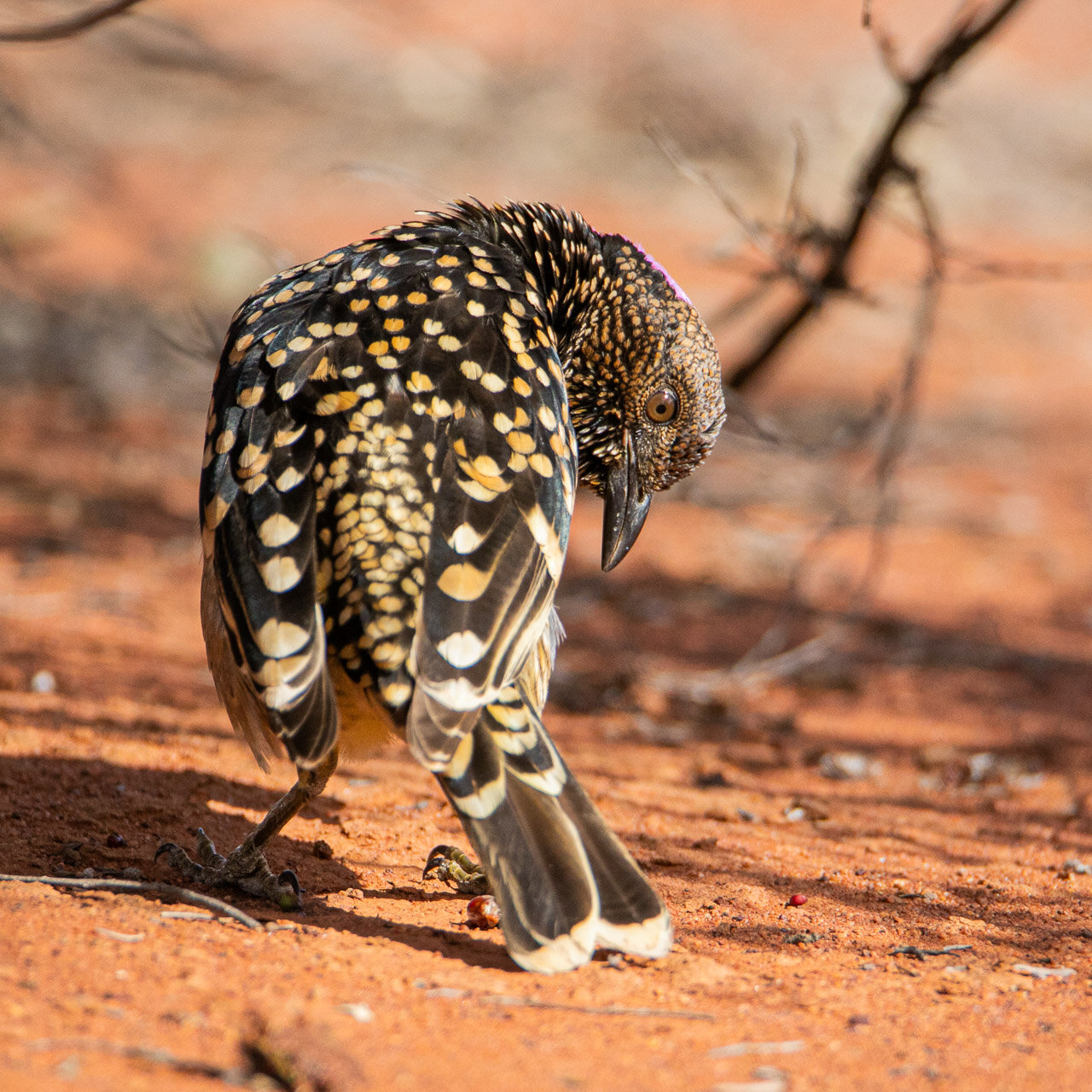 A resident bower bird at Nallan Station near Cue, WA