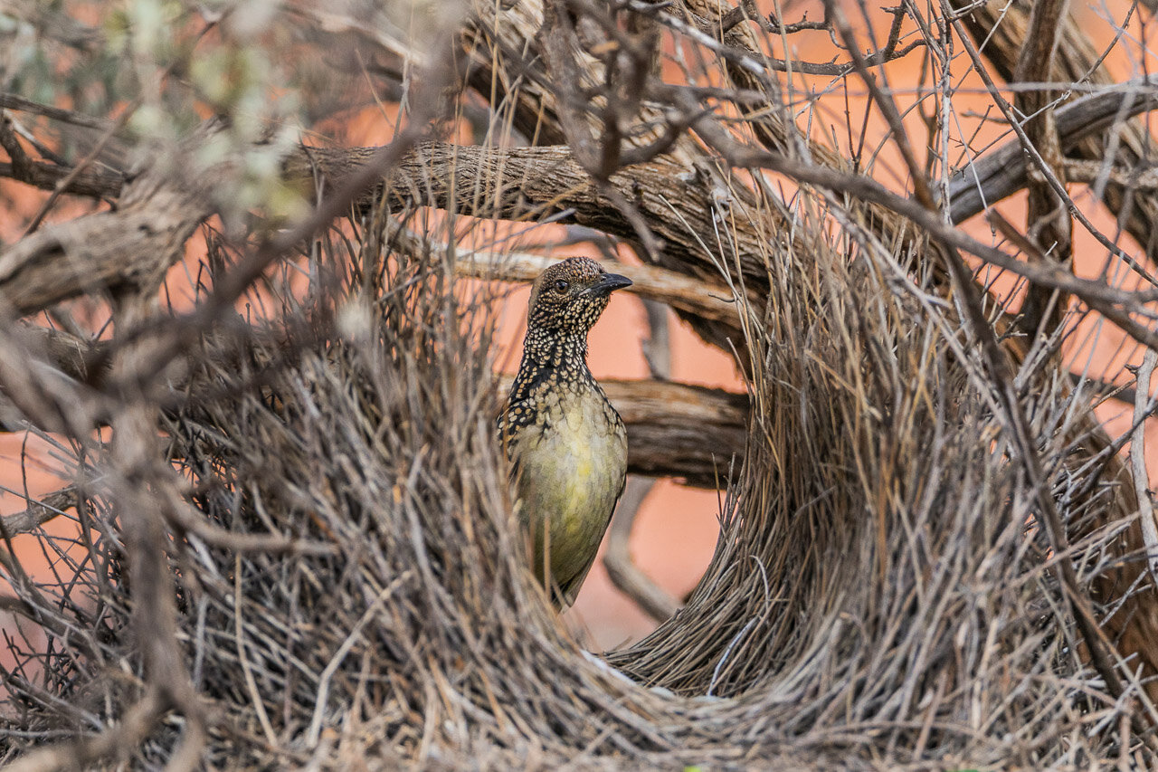 A bowerbird in his elaborately constructed bower near Cue, WA