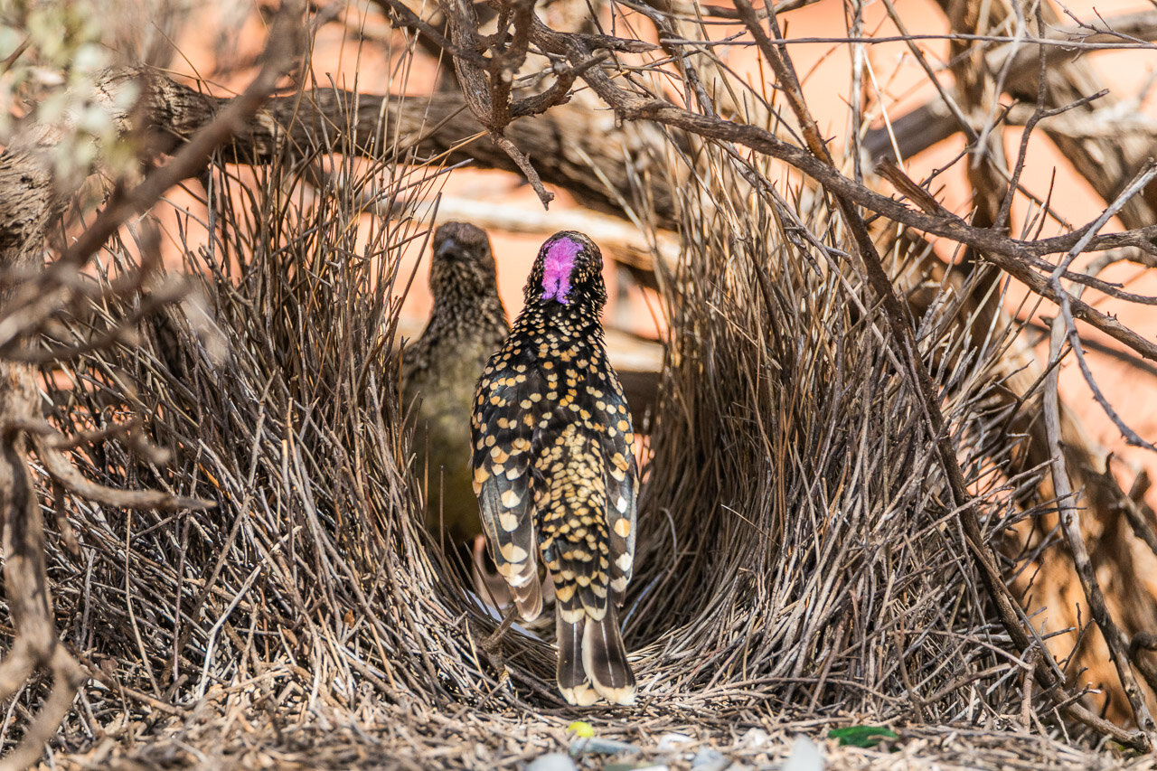 A male bowerbird hopes to impress this female with his bower building skills