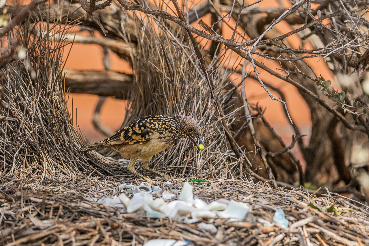 Bowerbirds collect all sorts of treasures to decorate their bower