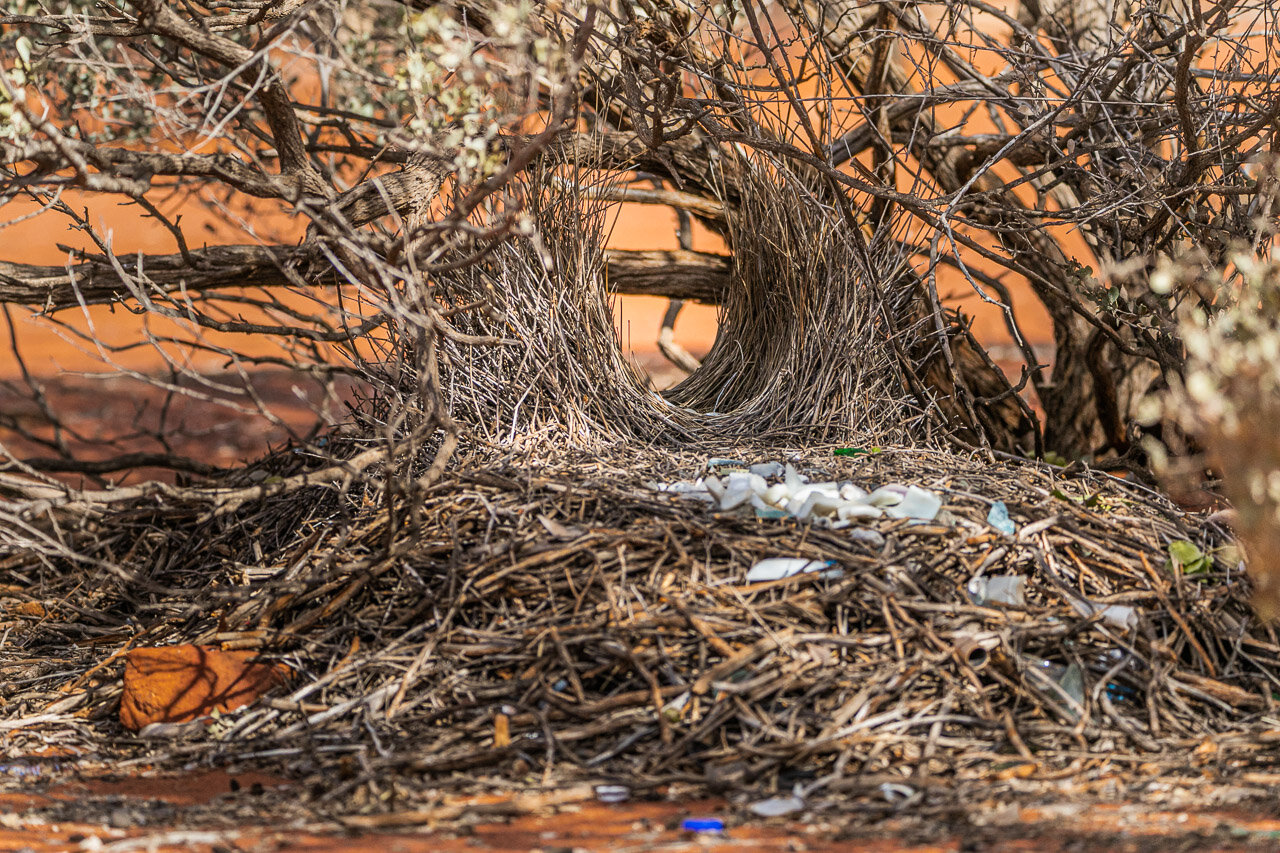 A bower made by a male bowerbird to attract a mate. It's an elaborate construction which they decorate with found objects.