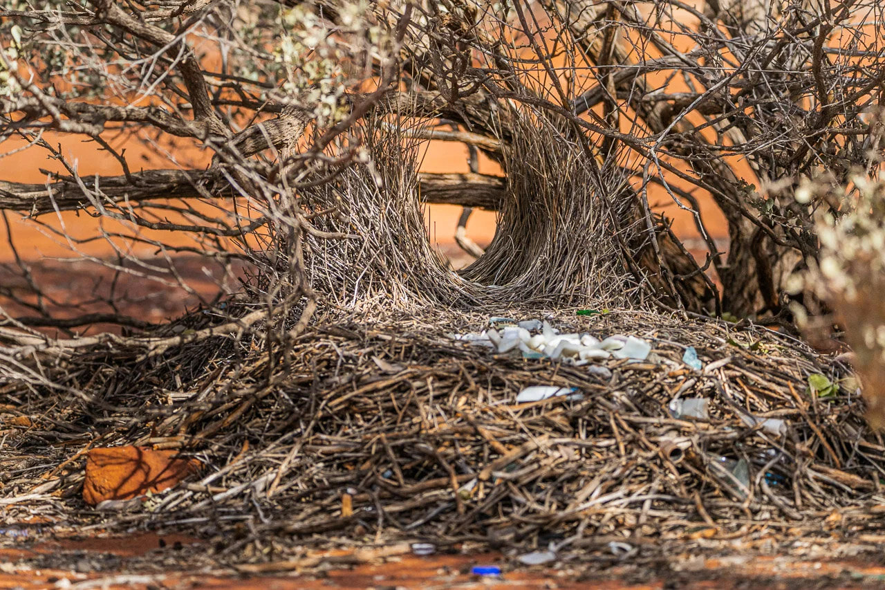 A bower made by a male bowerbird to attract a mate. It's an elaborate construction which they decorate with found objects.
